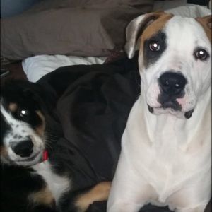 Meet your Posher, Dakota